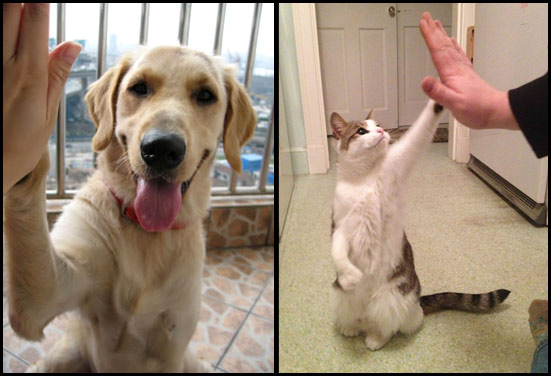 Dog and Cat giving high five Dog and Cat giving high five